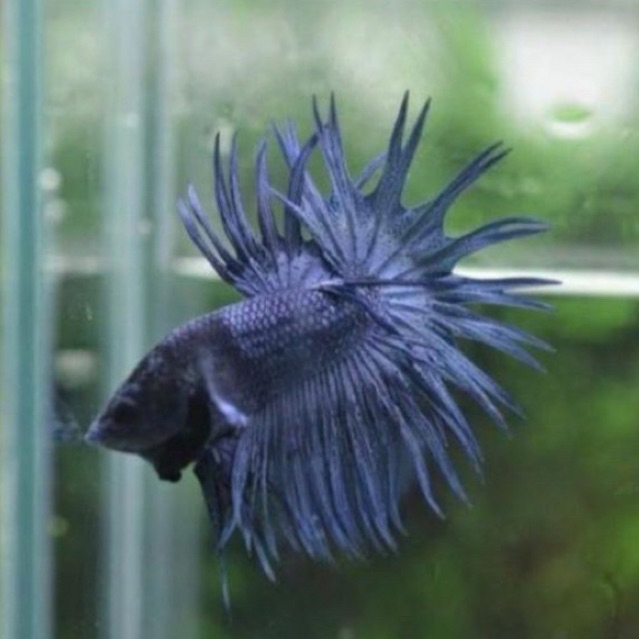 Cupang Serit crowntail/ct