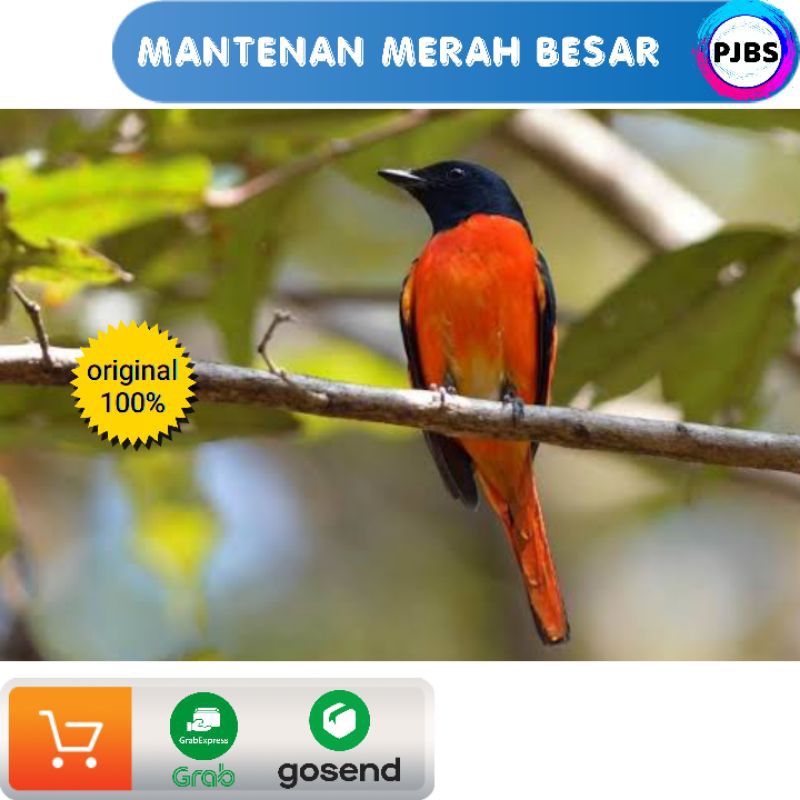 BURUNG MANTENAN
