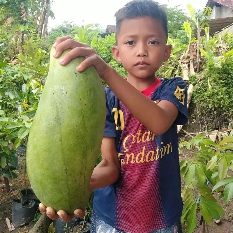 Bibit Mangga Mahatir Tinggi 1 Meter Batang Besar Cepat Berbuah