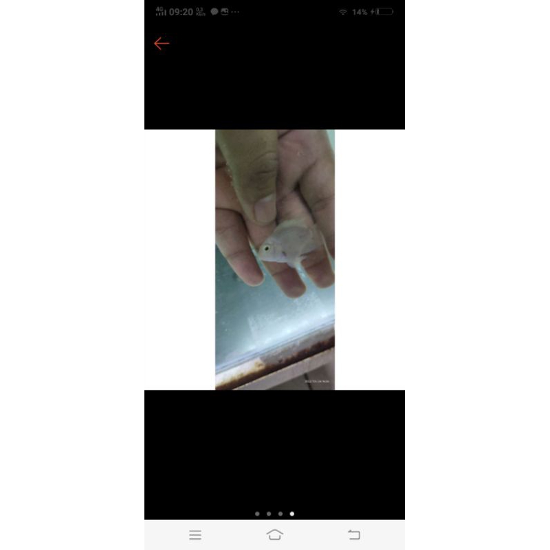 blue polar &parrot polar platinum