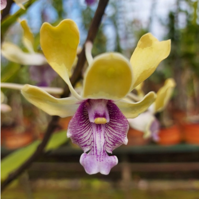 [ REMAJA ] Dendrobium Imelda Marina Masagung