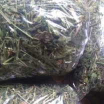 

TERBAIK JAMU HERBAL DANDANG GENDIS KERING 500 GRAM