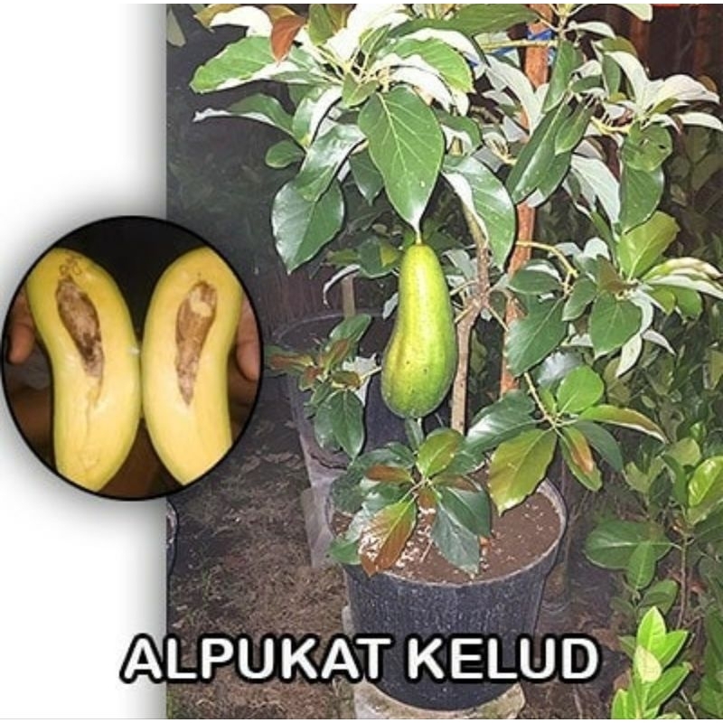 bibit alpukat kelud// bibit alpukat subang