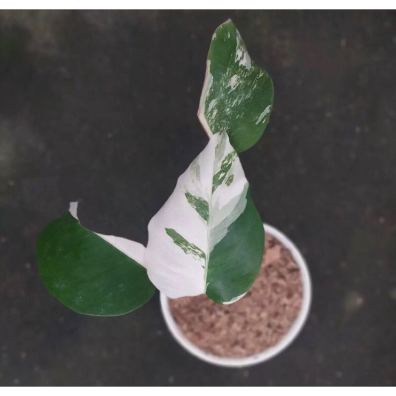 Monstera Variegata White Tiger