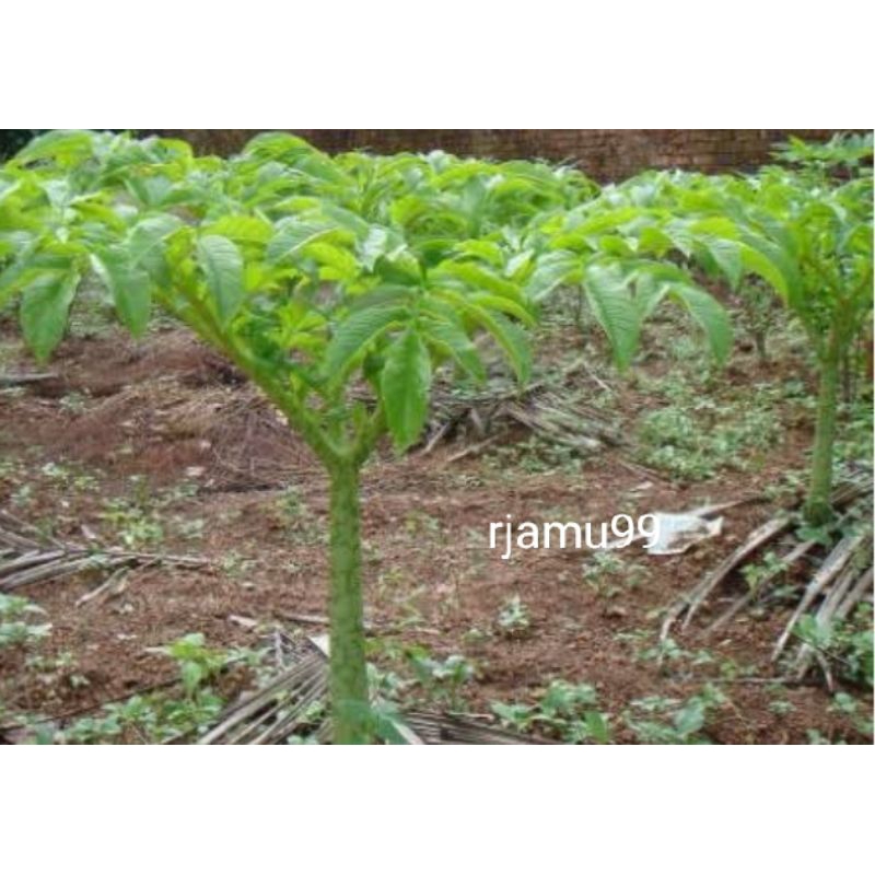 

Daun Suweg segar 500 g