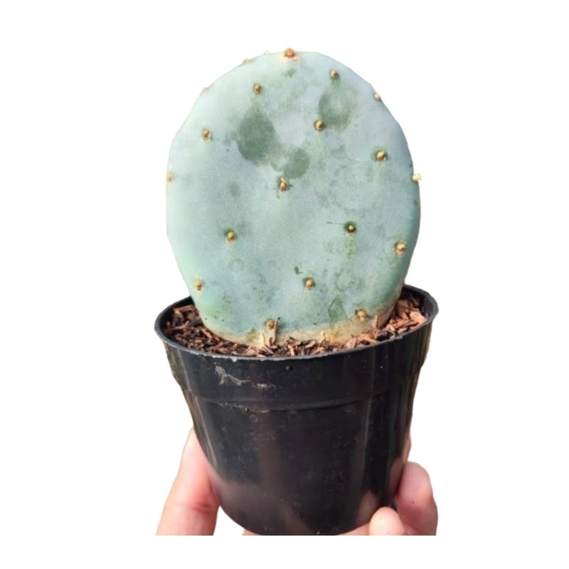 kaktus ownroot opuntia robusta inpor tunggal