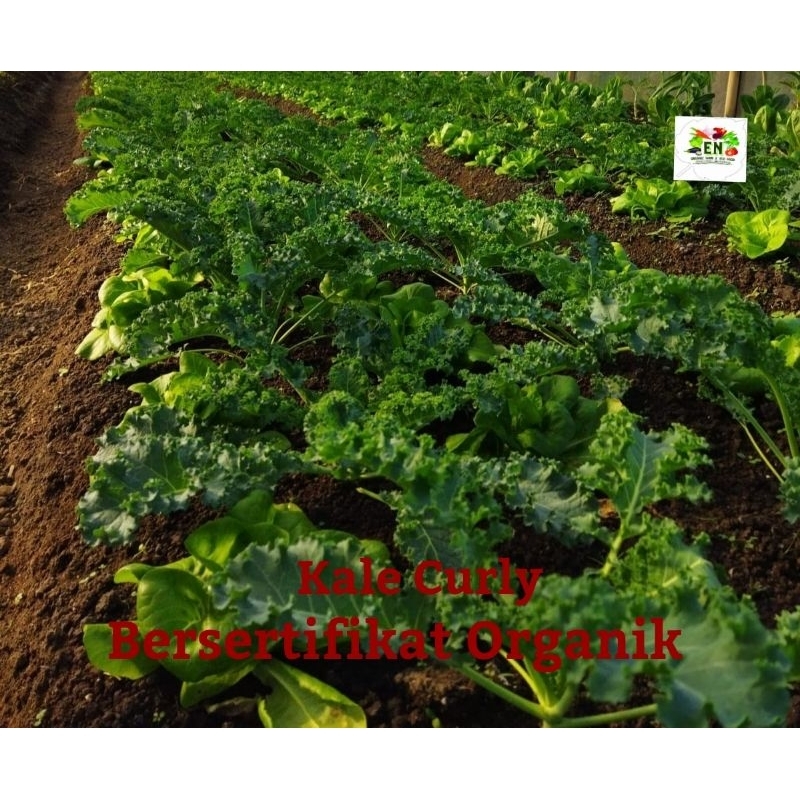 

1kg Sayur Kale Curly 100% Sertifikat Vegetable Murah Sehat Healthy Life Grosir Supermarket