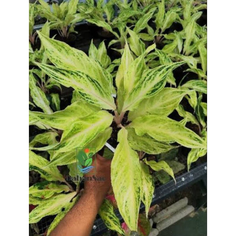 Aglonema WHITE SUNSET cantik jozz