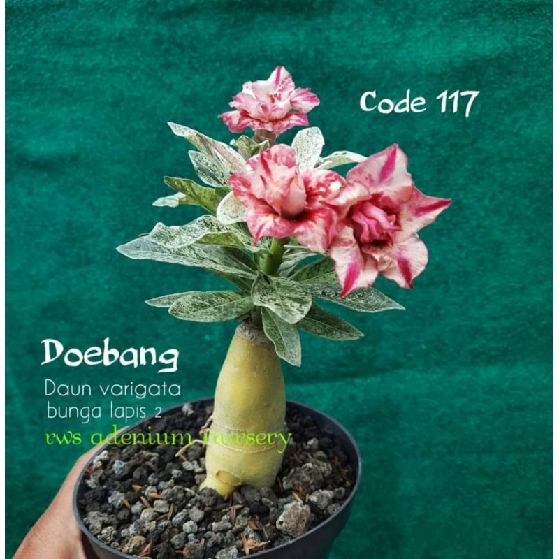 ADENIUM VARIGATA SIZE A