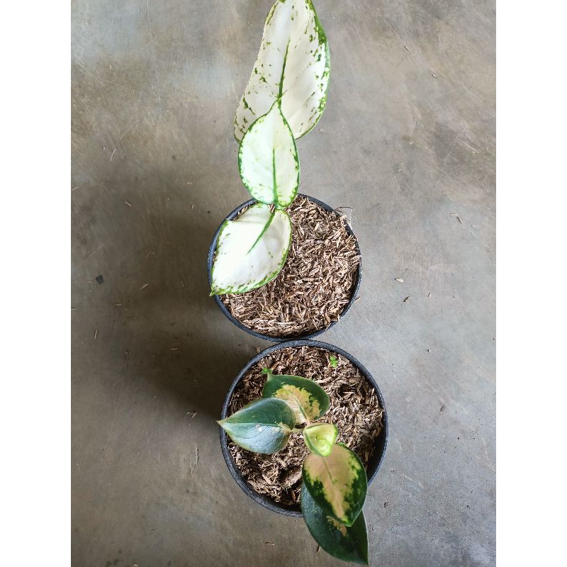 Bunga aglonema super white dan sultan Brunai sesuai gambar