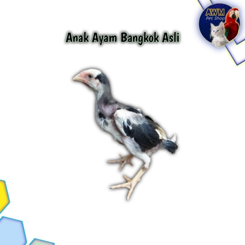 ANAKAN AYAM BANGKOK TRAH KUALITAS UMUR 2/3 BULAN