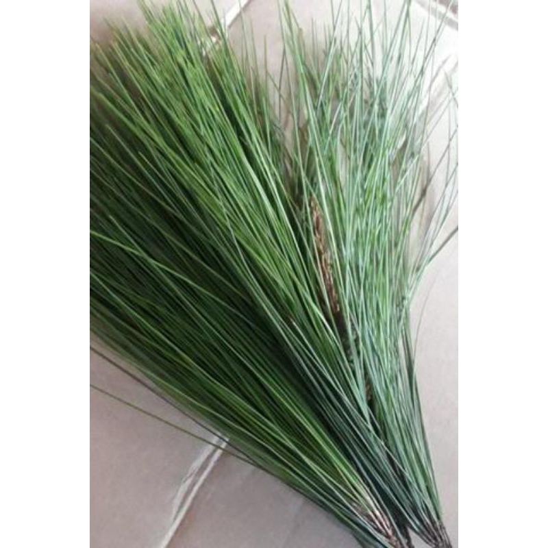 

daun pinus fress herbal