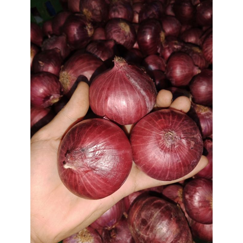 

BAWANG MERAH PEKING INDIA