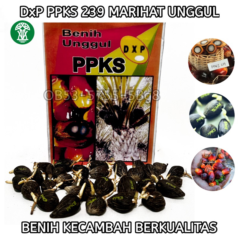 Benih Polong Kecambah Bibit Sawit DXP PPKS Pelepah Pendek & Pelepah Panjang Bibit Sawit Kualitas Ung
