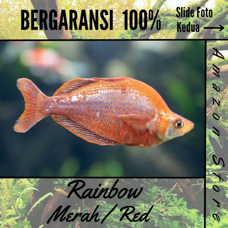 Ikan Rainbow Merah / Red Rainbow - Ikan Hias aquascape