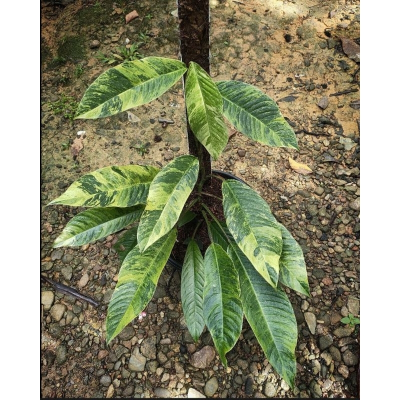 rhapidopora foraminifera varigata(from Kalimantan)