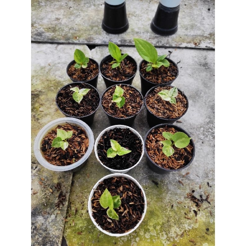 10 hookery Varigata putih & jemani Varigata