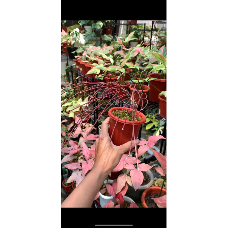 Hoya spartioides (Pesanan kak Lita)