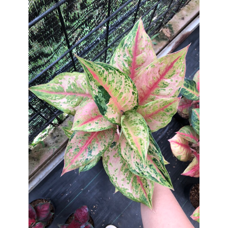 Aglaonema Light of Diamond