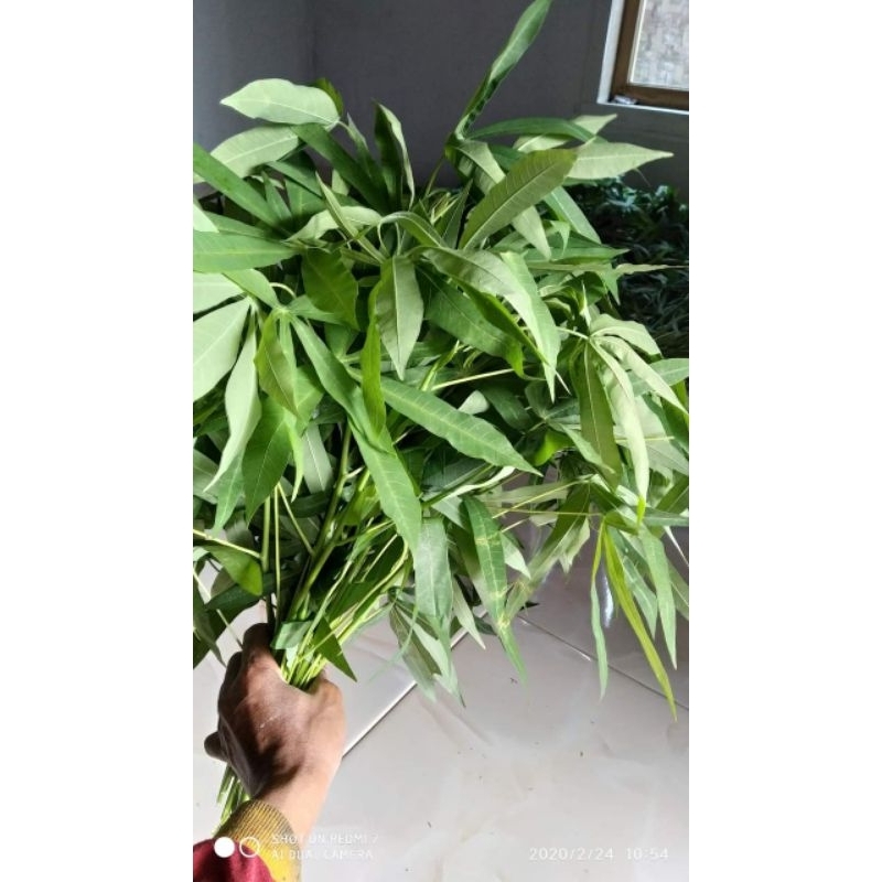 

daun singkong segar 1 kg
