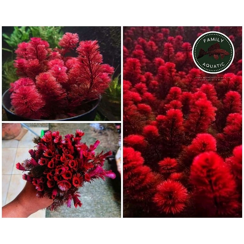 Cabomba super red rare item - Cabomba - tanaman hias aquarium - hiasan aquarium