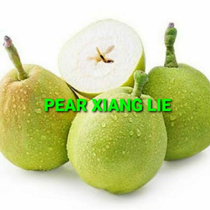 

PEAR XIANG LIE KHUSUS PARA SULTAN 1 KG (PREMIUM QUALITY)