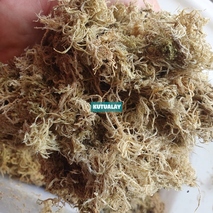 Sphagnum Moss Lumut Kering Media Tanam Terrarium Tanaman Karnivora Anggrek Platycerium Philo