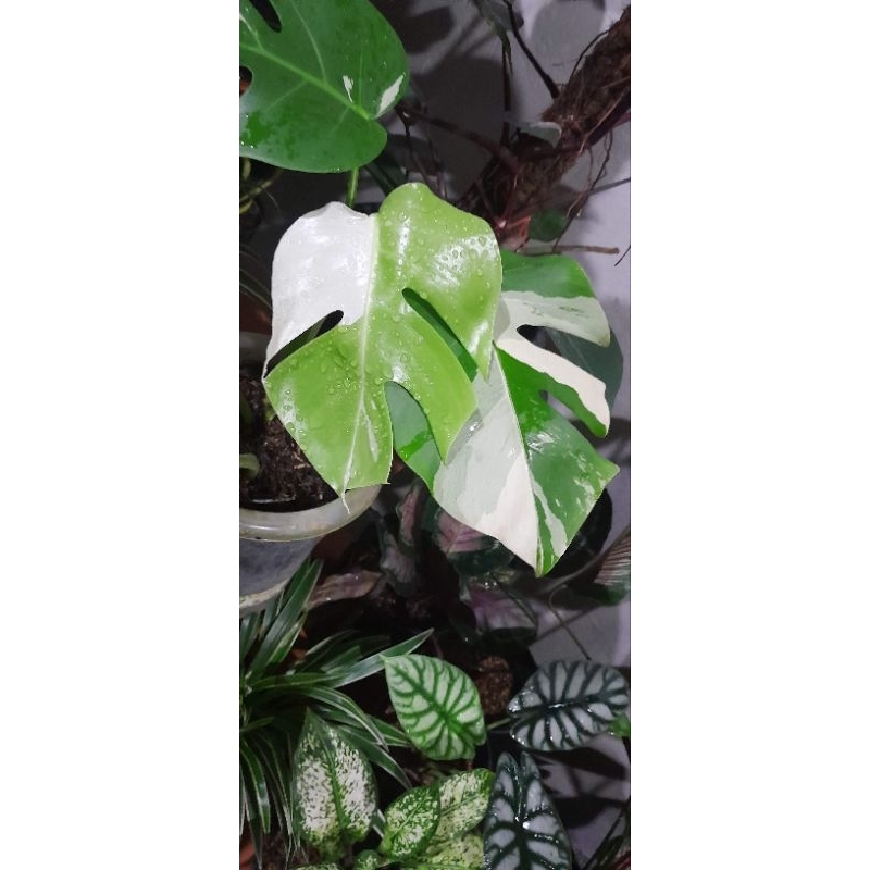 Monstera WhiteTiger
