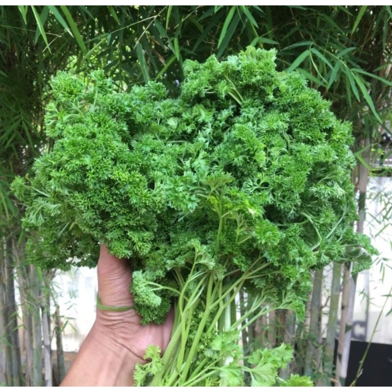 

Daun Parsley Fresh