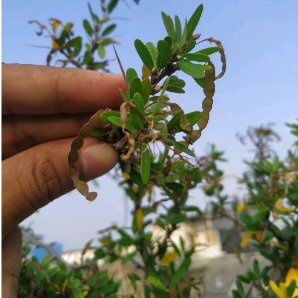 biji bonsai saeng simbur vietnam
