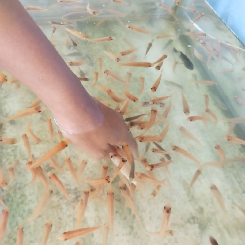 Bibit ikan terapi lemon terapi Oren/ terapi kaki terapi ikan lemon