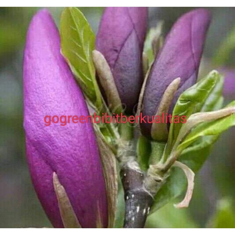 Bibit kantil ungu okulasi