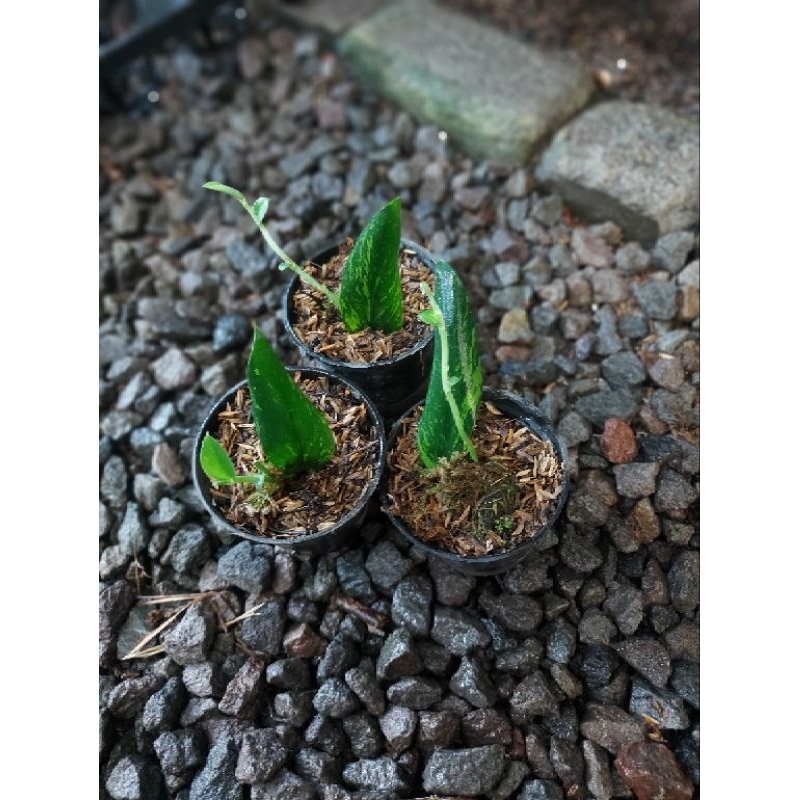 Rhaphidophora Crassifolia Variegata
