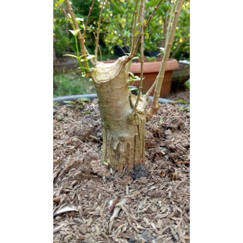 bonsai anting putri bonggol bahan murah