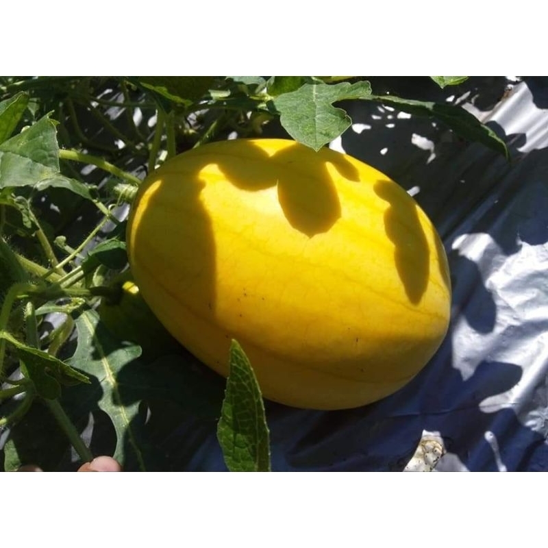 BENIH SEMANGKA KUNING / GOLDEN F1 (1 BIJI) - BIBIT SEMANGKA INDEN F1 - REPACK