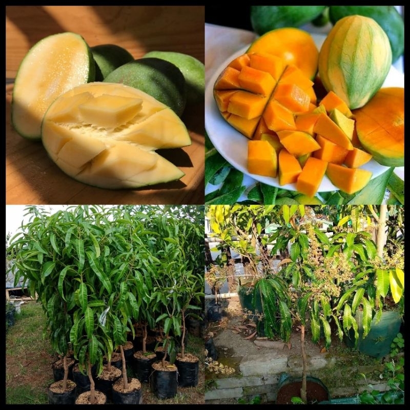 Bibit Mangga Madu Tinggi 1 Meter Batang Besar Cepat Berbuah