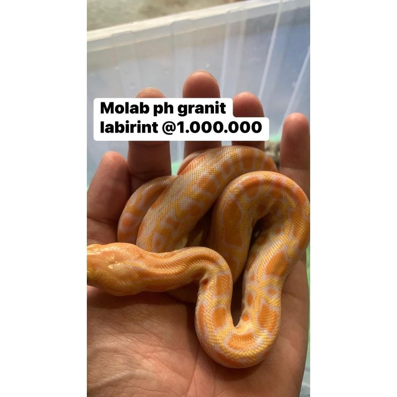 retic molurus morph