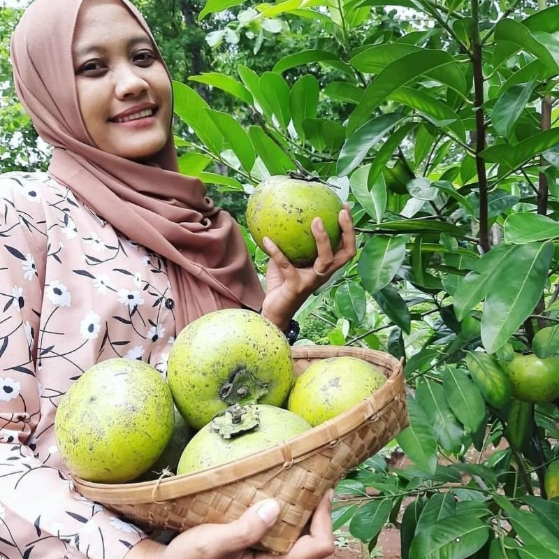 

BUAH BLACK SAPOTE SEGAR FRESH PETIK