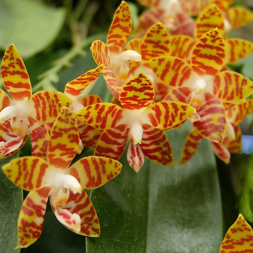 [ DEWASA ] Phalaenopsis amboinensis