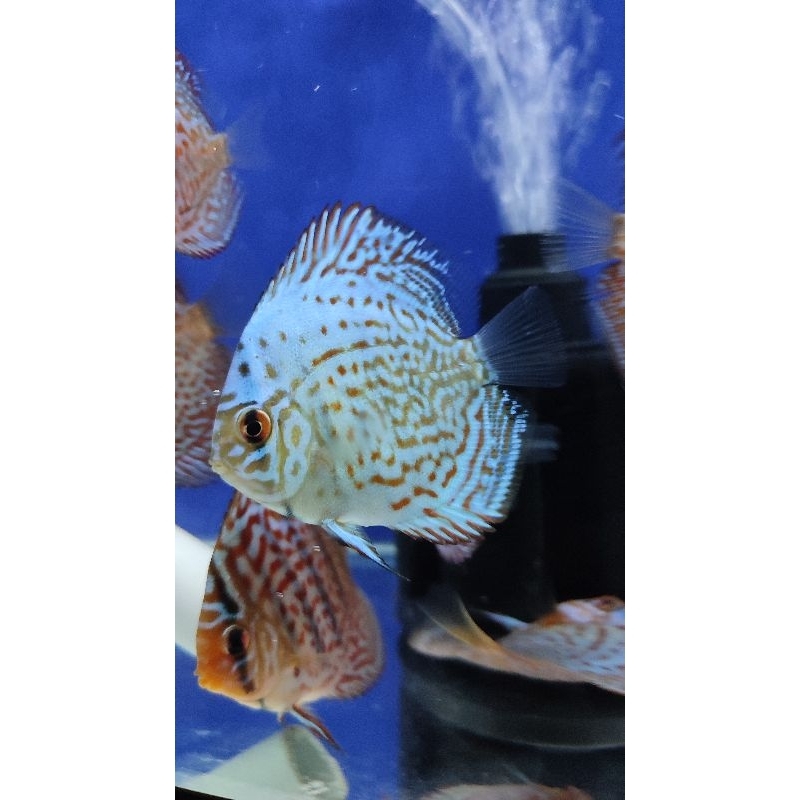 Ikan Discus Heckel 2in Packing styrofoam || ikan hias