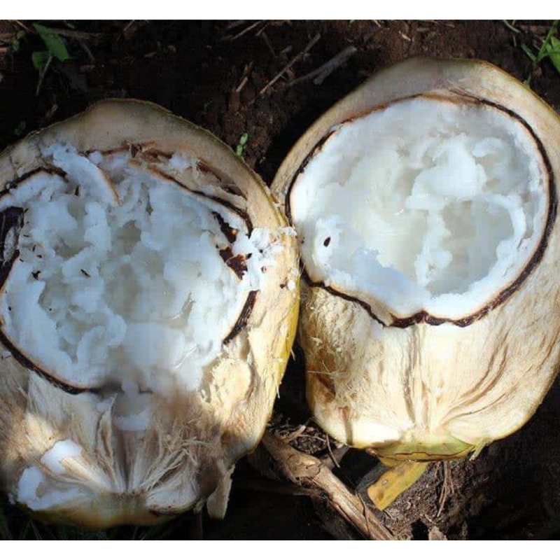 

kelapa kopyor ukuran 57-58 CM murah segar dan bergaransi.