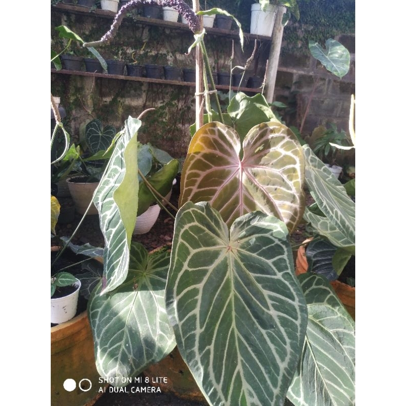 KUPING GAJAH RED SILVER HOPE