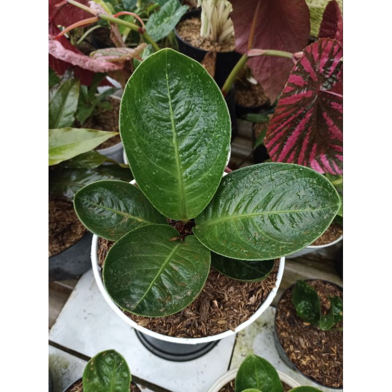 Anthurium Jemani mangkok curly x jemani mangkok sejajar
