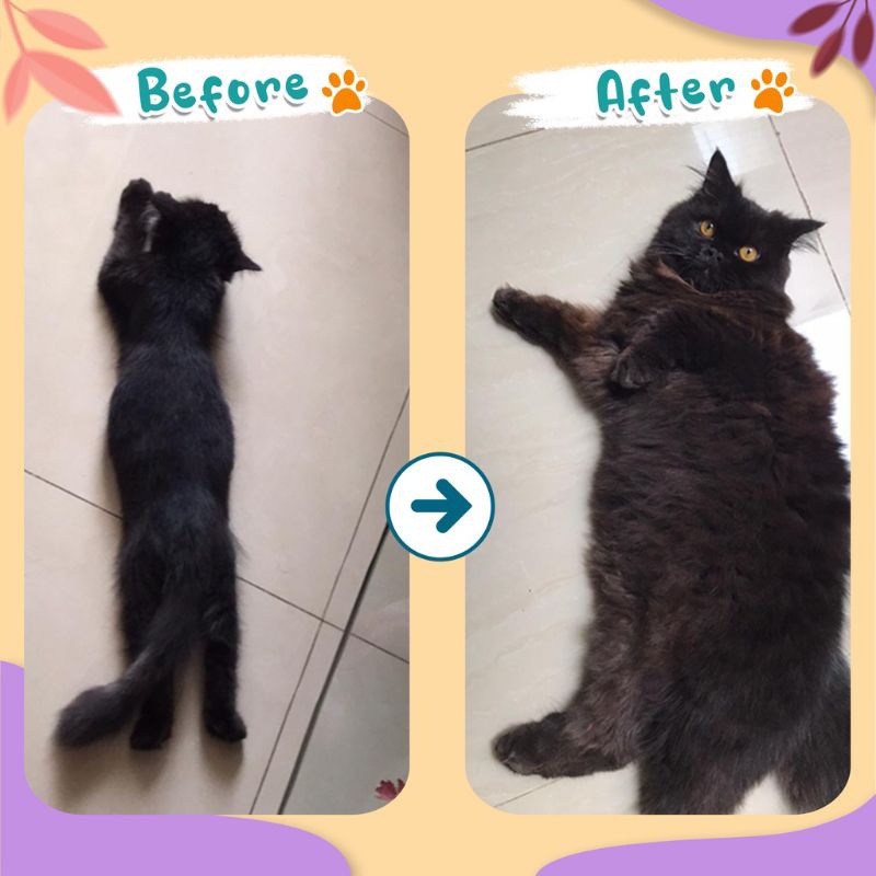 Vitamin Kucing Olive Care Penambah Nafsu Makan Suplemen Nafsu Makan Untuk Menambah Berat Badan Kucing Ecer Ord 6