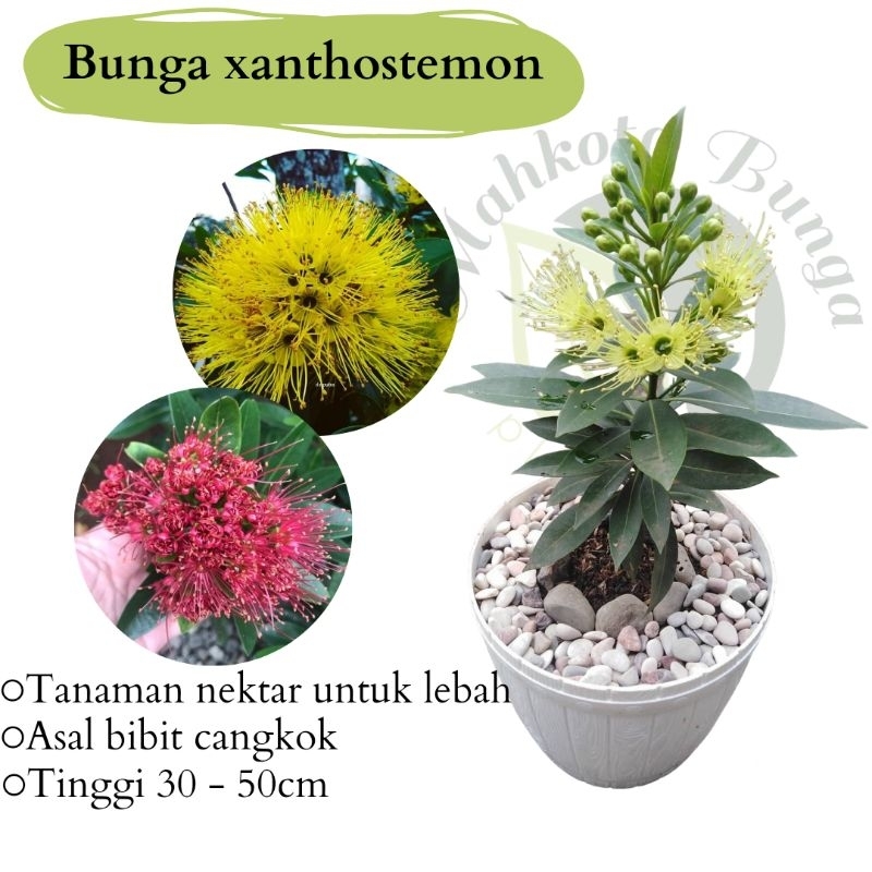 Tanaman bunga xanthostemon - santos temon