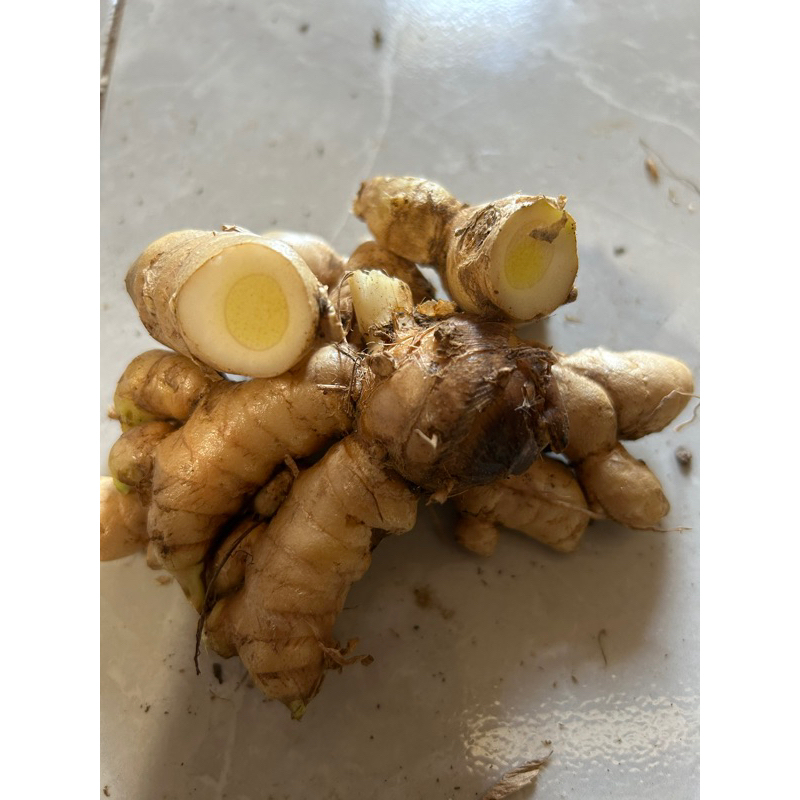 

Kunyit putih segar - temu putih fresh 1kg