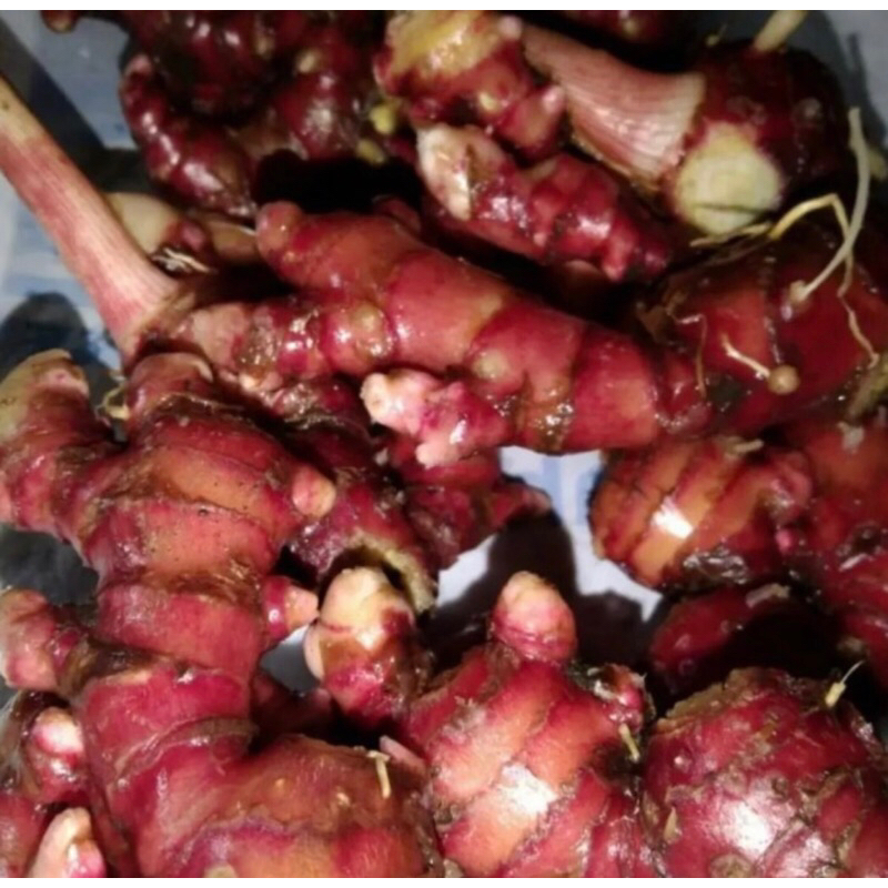 

JAHE MERAH/JAHE SUPER/1kg/jahe pilihan SIZE BESAR
