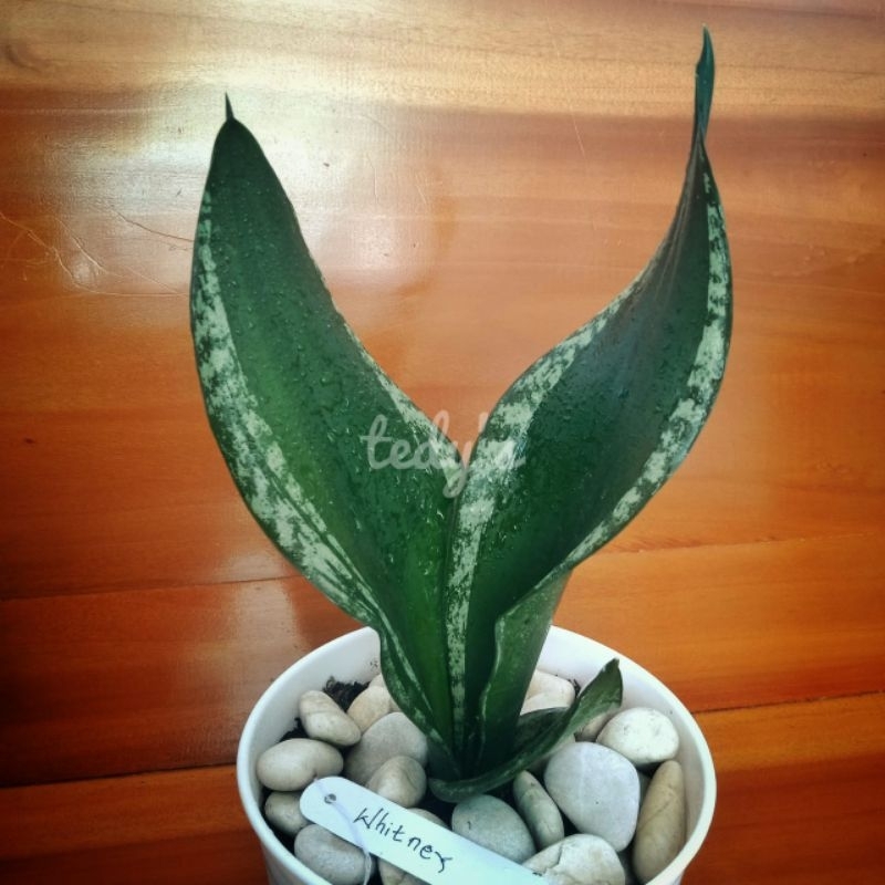 Tanaman Sansivera Whitney