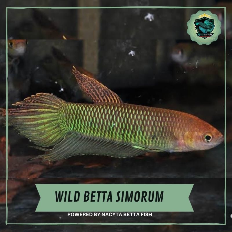 Wild Betta Simorum