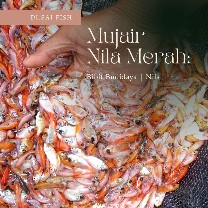 100 Bibit Nila Merah 2 - 3 cm random | Bibit nila merah | Nila bangkok | Nila merah bangkok